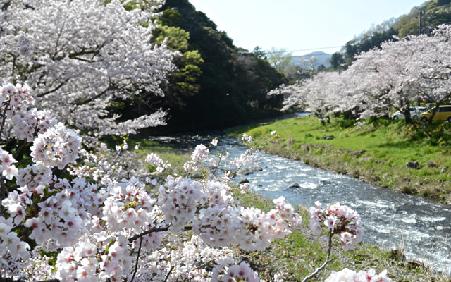 那賀川の桜並木